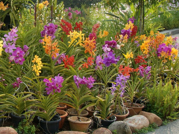 Орхидеи в Парке орхидей в Малайзии