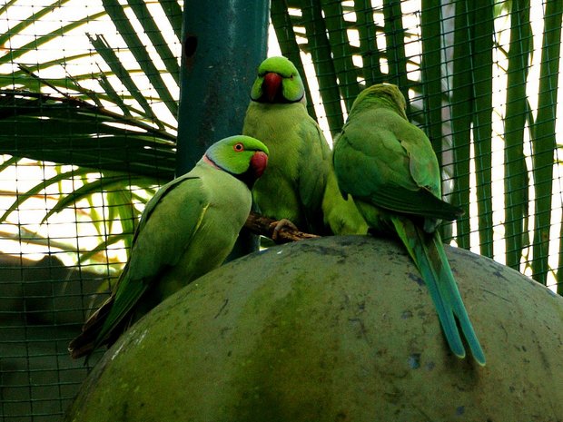 Ожереловые попугаи Крамера