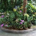 Парк орхидей 