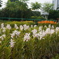 Поле орхидей