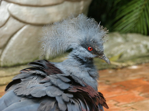 Венценосный голубь (Scheepmaker Crowned Pigeon / Goura cristata)