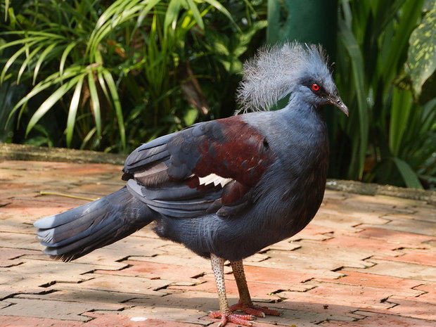 Венценосный голубь (Goura cristata)