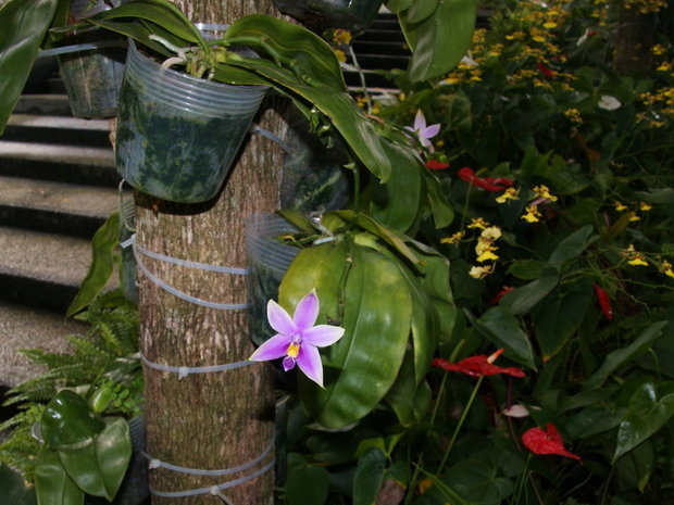 Видовой фаленопсис (Phalaenopsis bellina)