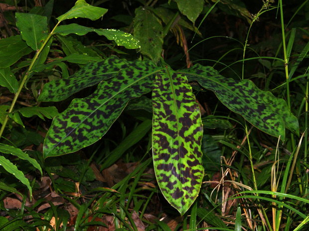 Экзотическое растение Etlingera brevilabrum