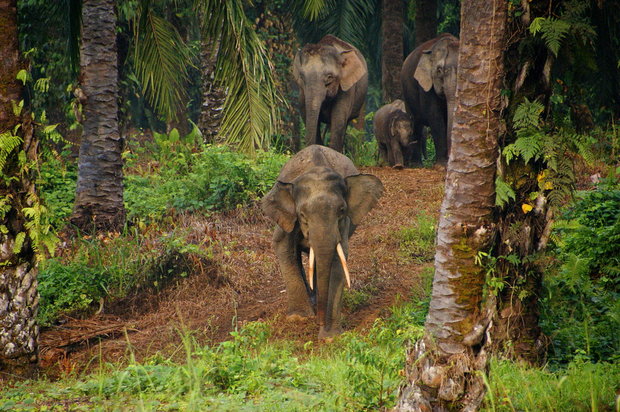 Карликовые слоны Борнео (Elephas maximus borneensis) 