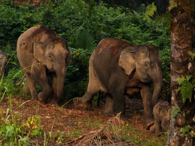 Карликовые слоны в Национальном парке Табин