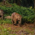 Карликовые слоны в Табине