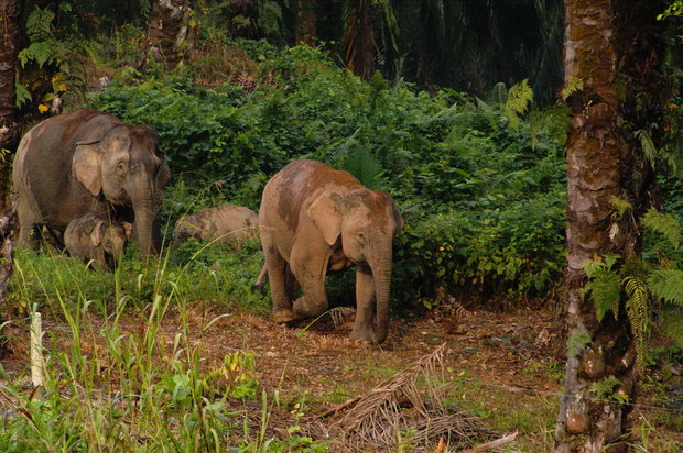 Карликовые слоны в Табине