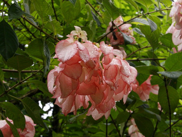 Муссенда филиппинская (Mussaenda philippica, Rubiaceae)