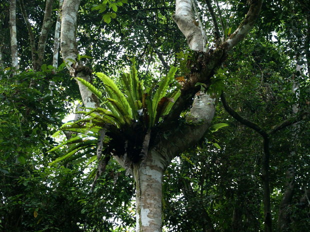 Папоротник на дереве (Asplenium australasicum)