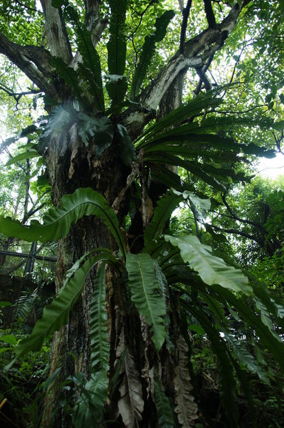Папоротники на дереве (Asplenium australasicum - ?)