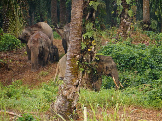 Слоны-пигмеи Борнео (Borneo's Pygmy Elephants)