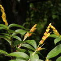Санхеция или санхезия благородная (Sanchezia nobilis Hook)
