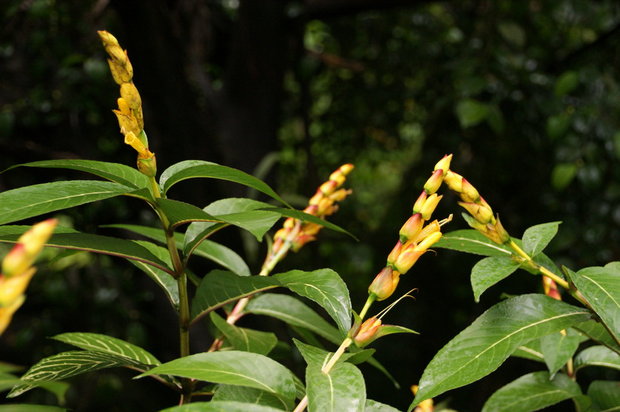 Санхеция или санхезия благородная (Sanchezia nobilis Hook)