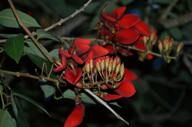 Цветущее дерево Erythrina crista-galli