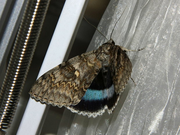 Ленточница голубая (Catocala fraxini)