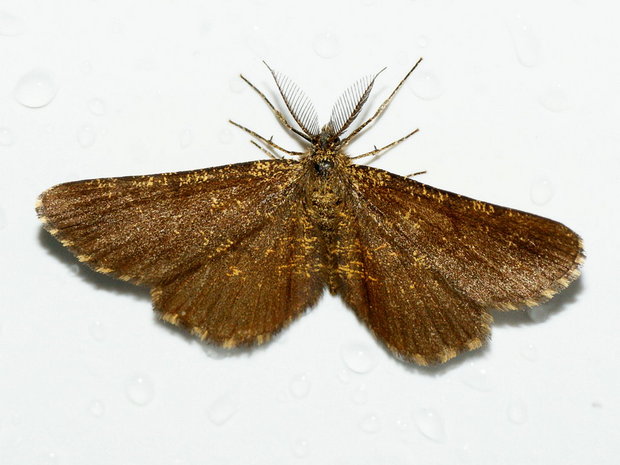Ночная бабочка Пяденица травяная или вересковая (Ematurga atomaria)