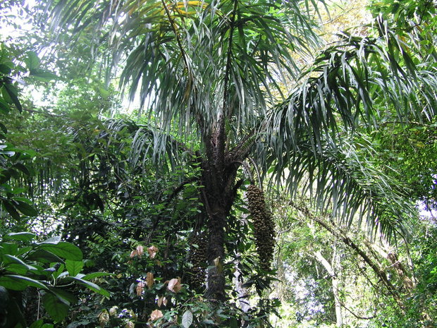 Масляничная пальма