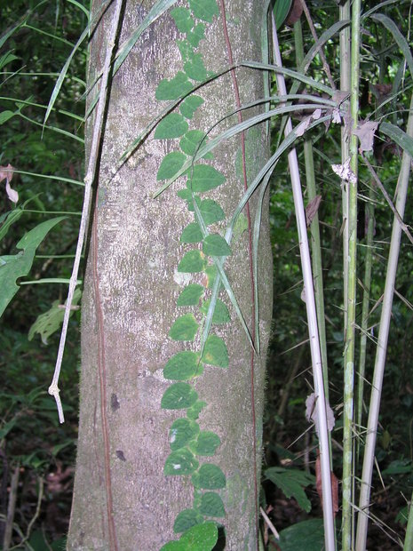 Растение на стволе дерева (Monstera deliciosa)