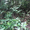 Растение в ливневом лесу
