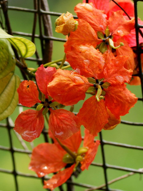 Баухиния красная (Bauhinia kockiana) 