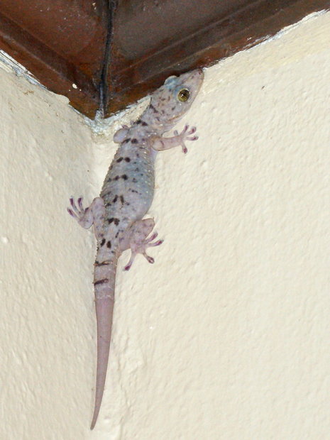 Домашний геккон (Common House Gecko)