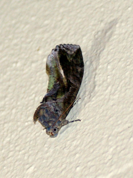 Ночная бабочка Eudocima phalonia (Noctuidae, Catocalinae)