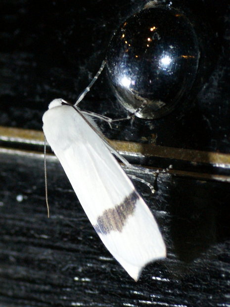 Ночная бабочка Vamuna remelana, самец (Noctuidae)