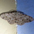 Ночная бабочка Cleora repulsaria