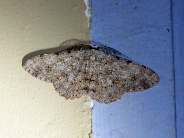 Ночная бабочка Cleora repulsaria