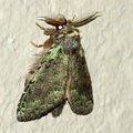 Ночная бабочка Somera viridifusca 