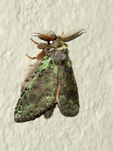 Ночная бабочка Somera viridifusca 