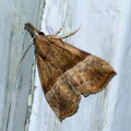 Ночная бабочка Hypena sp.