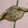Ночная бабочка Nordstromia duplicata - ? (Lepidoptera, Drepanidae, Drepaninae)