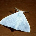 Ночная бабочка Arctornis sp. (Lymantriidae: Arctorninae)