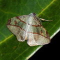Ночная бабочка Hypochrosis (Marcala) hyadaria