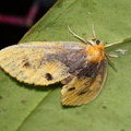 Ночная бабочка Arna bipunctapex