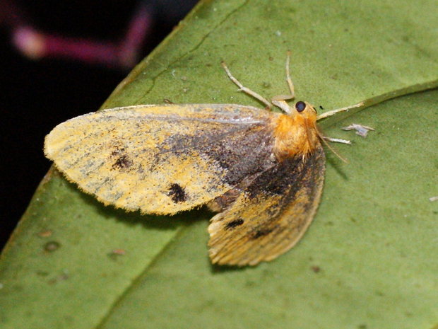 Ночная бабочка Arna bipunctapex