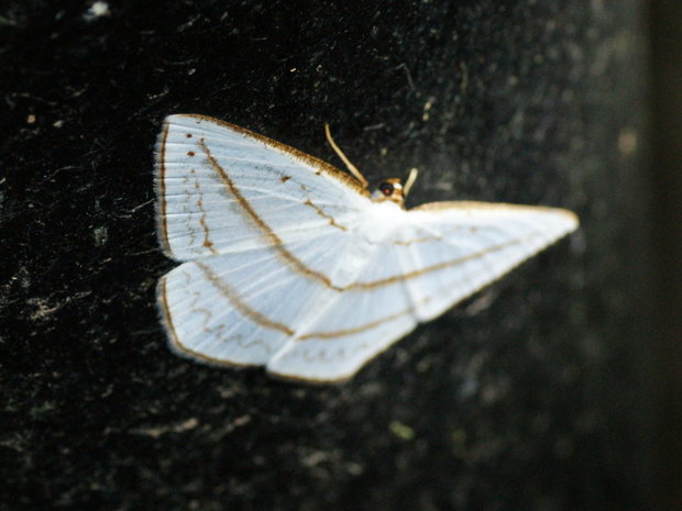Ночная бабочка Orthocabera ocernaria