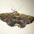 Ночная бабочка Ruttellerona sp.