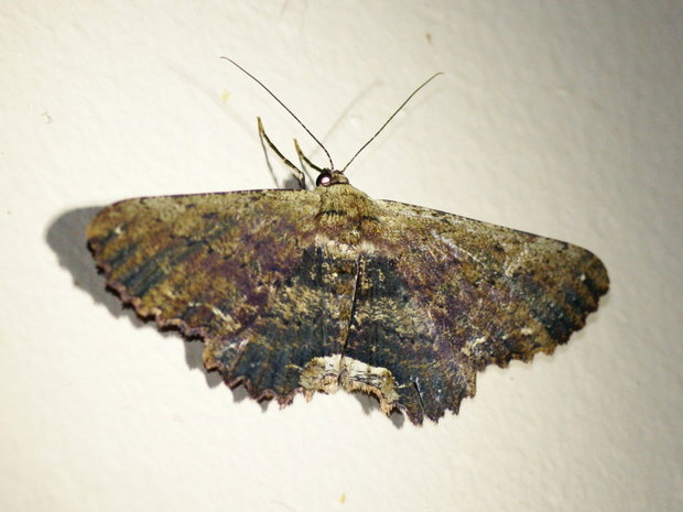 Ночная бабочка Ruttellerona sp.