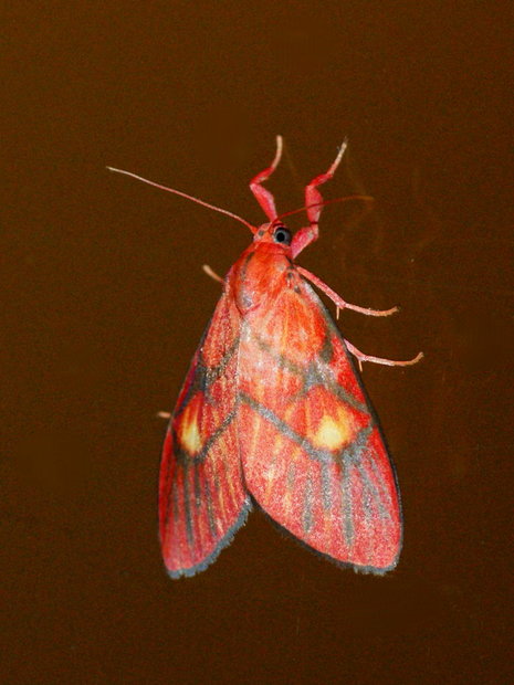 Ночная бабочка Медведица Barsine flavodiscalis