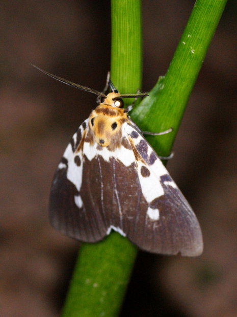 Ночная бабочка - Совка Asota kinabaluensis