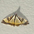 Ночная бабочка Травяная огнёвка (Glyphodes sp.)