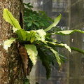 Папоротник на дереве (Asplenium nidus)