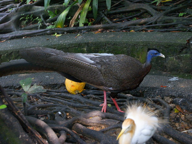 Птица с длинным хвостом - Фазан Аргус (Argusianus argus) 