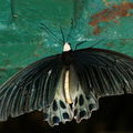 Тропическая бабочка Atrophaneura sycorax 