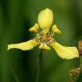 Цветок Неомарики (Neomarica longifolia / Trimezia martinicensis)