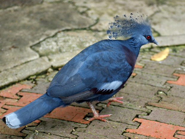 Веероносный венценосный голубь (Goura victoria)