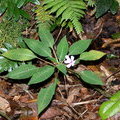 Бальзамин Impatiens platypetala (Balsam Kinabalu / Balsaminaceae) 
